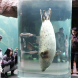 旭川駅から直行バスで35分！トンネルを潜るアザラシで人気の「市立旭山動物園」を訪れる